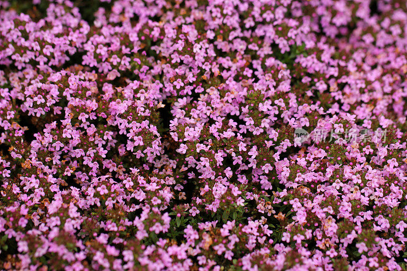 百里香的花朵