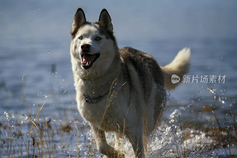 哈士奇犬在水面上奔跑