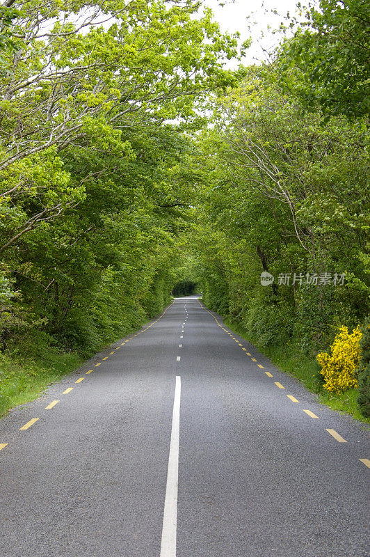 森林中的乡村道路