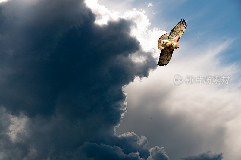 斯文森的老鹰特写，翱翔，雷雨逼近
