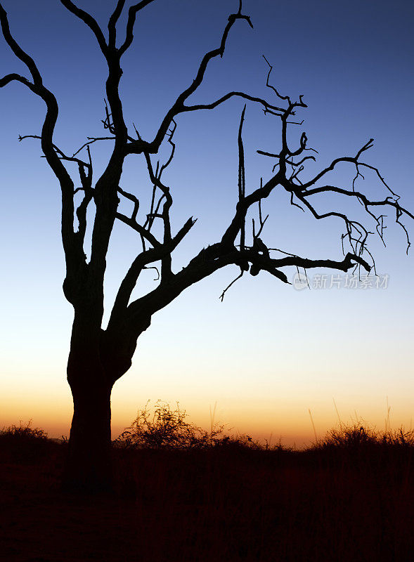 非洲日落与光秃秃的树剪影，马迪克威，南非