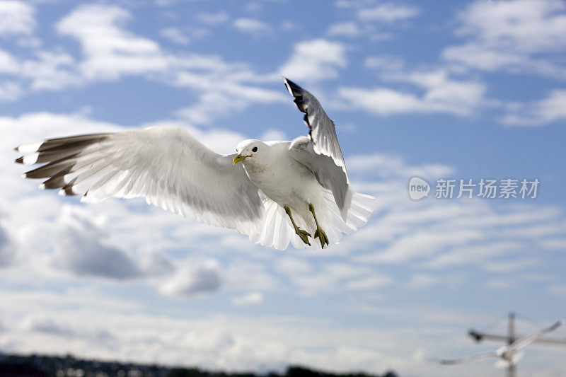 海鸥在飞