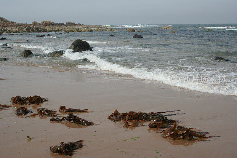 海藻在海滨