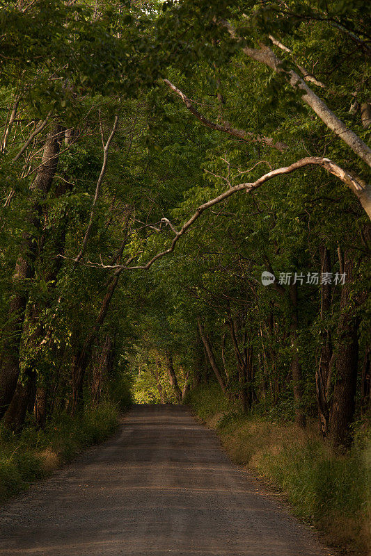 被老树遮蔽的安静的乡村道路