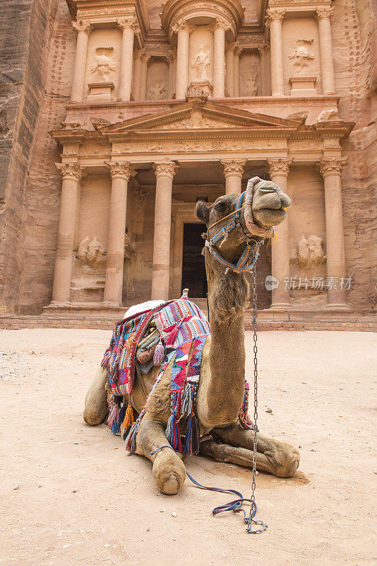 骆驼在约旦佩特拉古城国库大楼休息