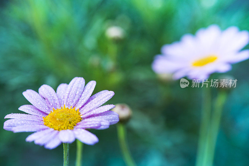 田野里的洋甘菊花