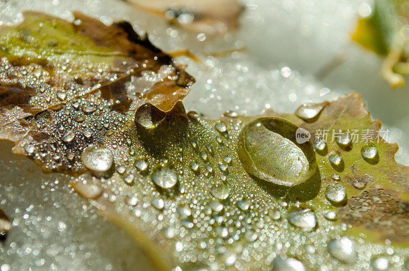 初冬时节，雨滴落在落叶上