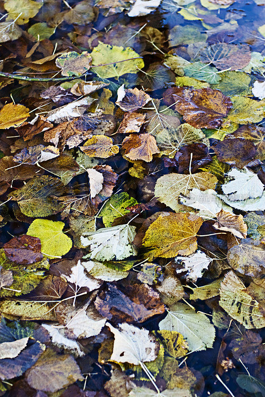 在水坑里漂浮