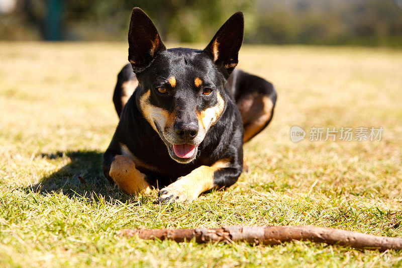 休息时的工作犬