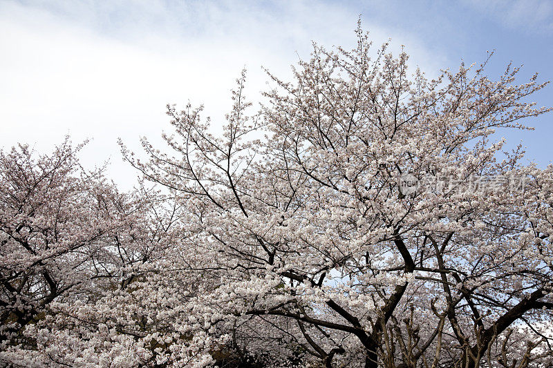 日本樱花