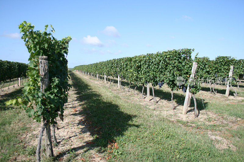 法国葡萄园里的红酒葡萄