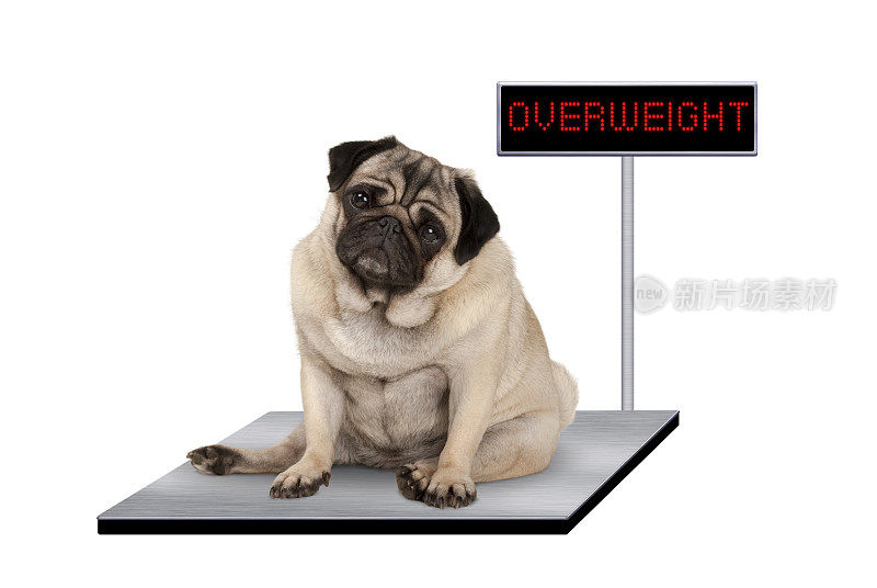 胖哈巴狗狗坐在兽医秤上超重的LED标志