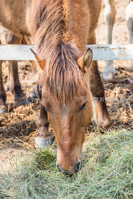 农场里的棕色马在吃草