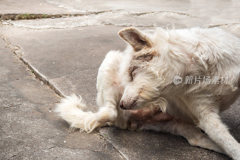 母狗狗挠头。坐在水泥地板上。