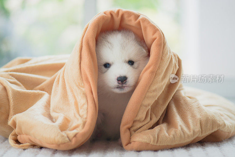 西伯利亚哈士奇小狗坐毯子
