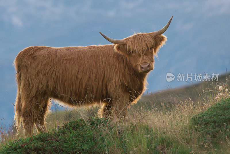 高地人-瑞士阿尔卑斯山上的苏格兰奶牛
