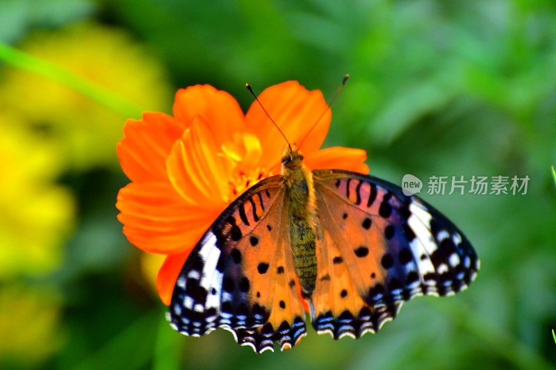 橙色宇宙花和蝴蝶