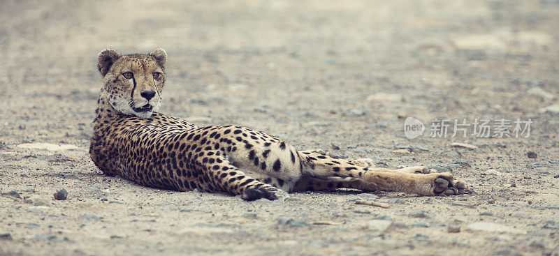 黄昏时分，孤独的猎豹躺在路上休息