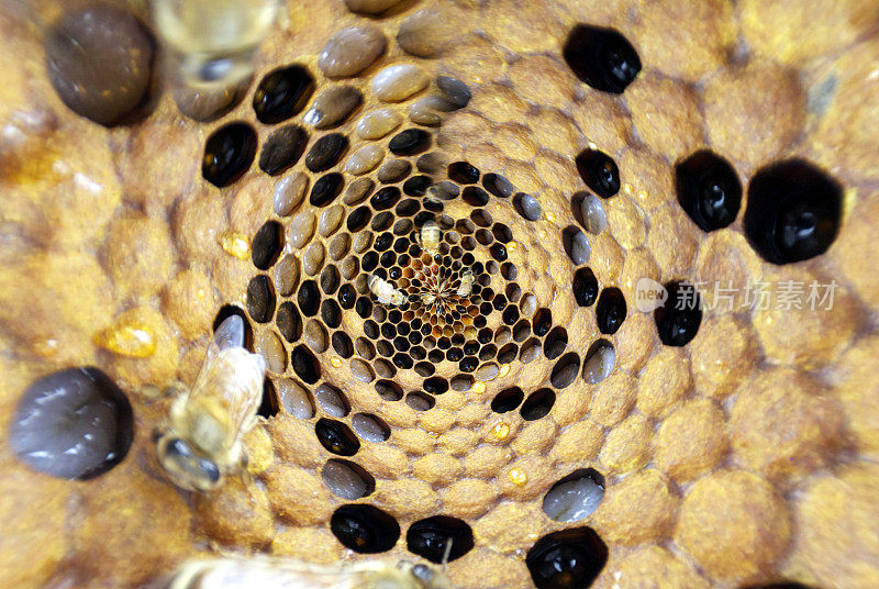 创意沉浸式微型行星的灵感来自蜜蜂和蜂箱