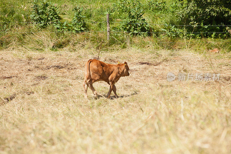 阳光灿烂的夏日，小牛在草原上散步