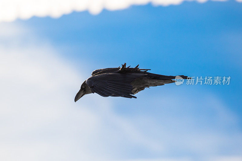 乌黑的欧亚黑鸟在晴朗的蓝天上飞翔