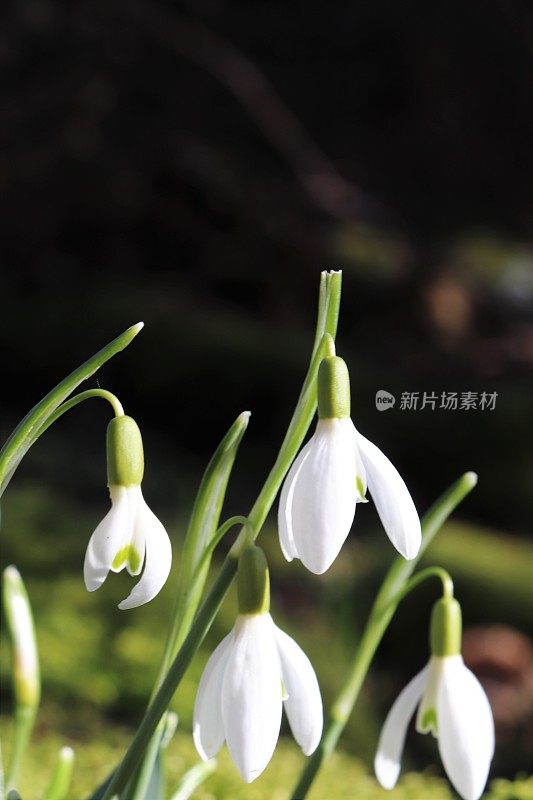 雪花莲在树林里