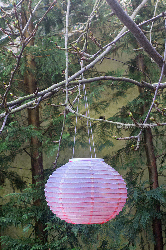 粉色纸灯笼挂在树上