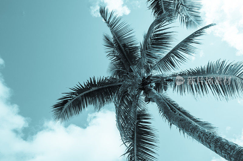 椰子挂在棕榈树上，树叶在微风中摇摆