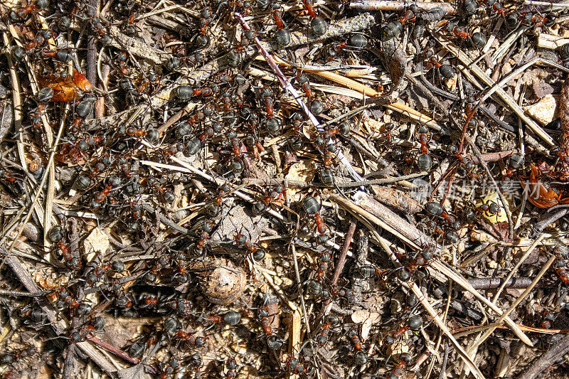 红色森林蚂蚁特写