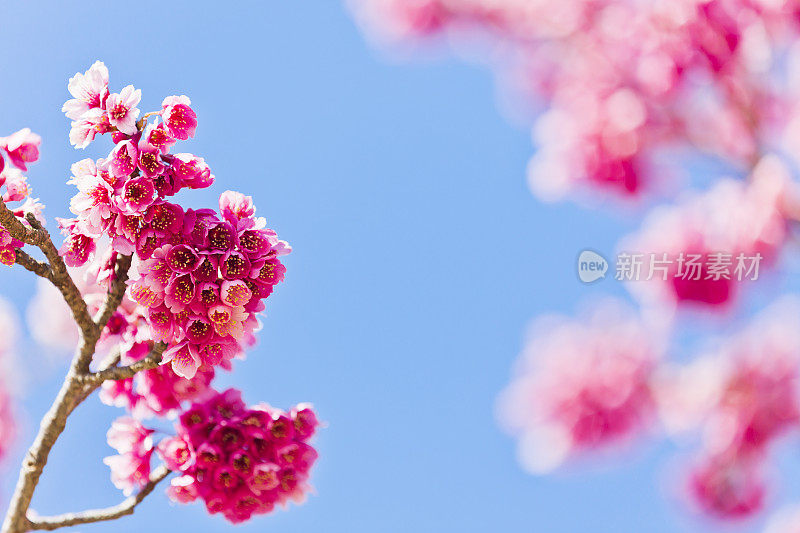 粉红色的樱花在春天盛开