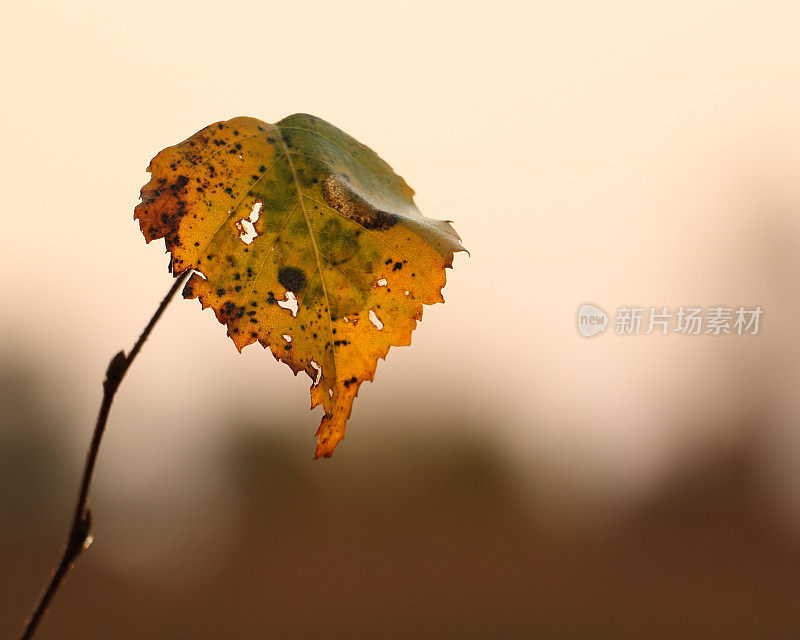 秋日白桦叶特写