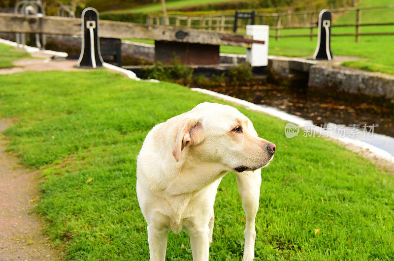 英国运河船上的拉布拉多寻回犬