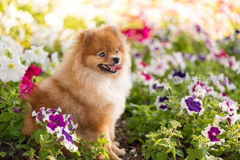 漂亮的小狗斯皮兹快乐地坐在佩妮花丛中。