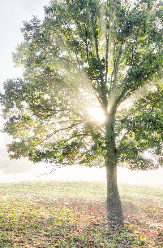 一棵大的绿色的树在秋天与橙色的叶子在薄雾，雾，和太阳的阳光透过雾蒙蒙的剪影在早晨的乡村概念的林间空地