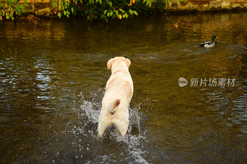 在水里玩