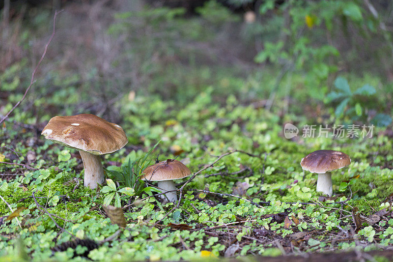 牛肝菌属菌类蘑菇