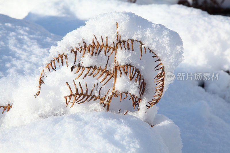 蕨菜雪