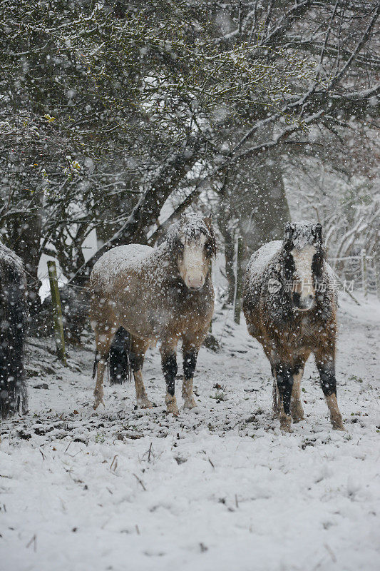 雪覆盖了小马