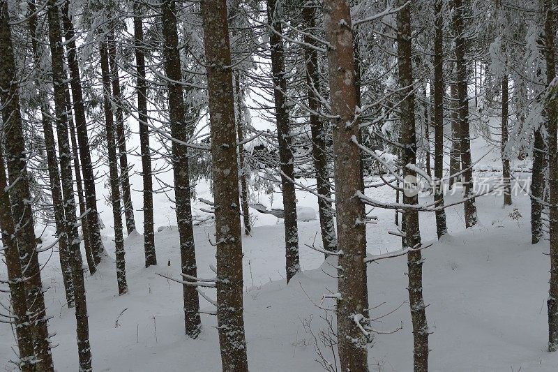 在欧洲阿尔卑斯山脉，冰雪覆盖的冬季景观和森林