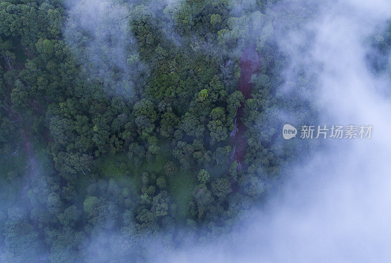 澳大利亚雾中的森林的区域视图