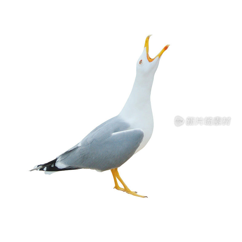 特写的大的白色海鸥站在尖叫哭泣与开放的喙孤立在白色的背景。