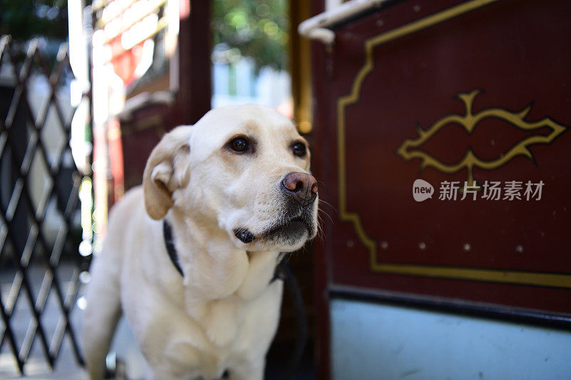 缆车上的拉布拉多寻回犬