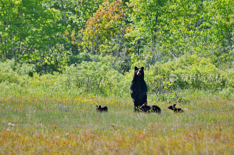 春天，熊妈妈和三只幼崽在森林边缘觅食