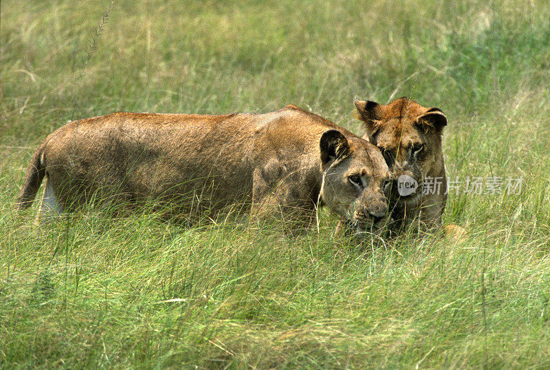 乌干达伊丽莎白女王国家公园里的雌狮