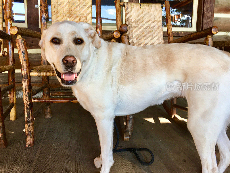 一只拉布拉多猎犬站在门廊上