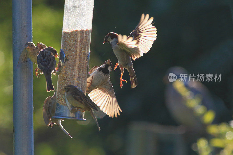 一群麻雀正在吃花园喂鸟器里的种子