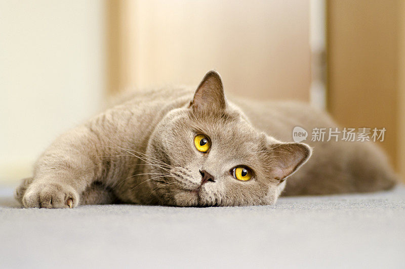 一只黄色眼睛的英国猫躺在蓝色地毯上的特写镜头