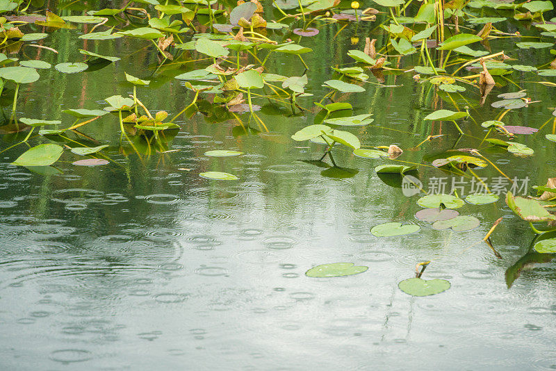 佛罗里达湿地景观夏季季节性降雨