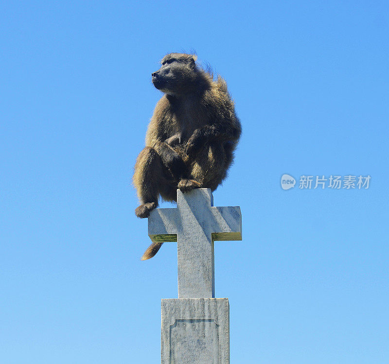 一只狒狒坐在一个宗教十字架上