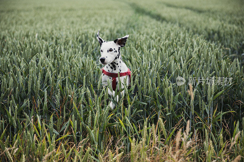 斑点狗在田野里跳跃